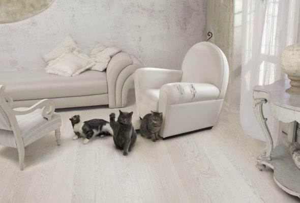 white furniture and pets