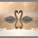 Picture for a bedroom Swan love