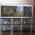 glass cupboard under the aquarium