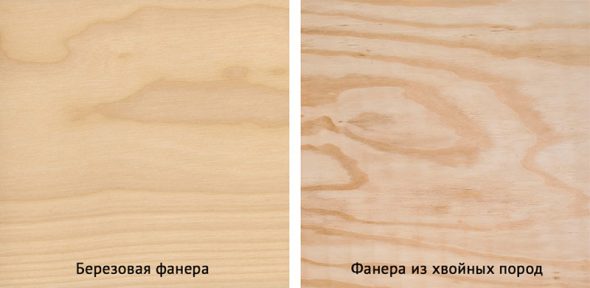 Plywood from different wood species