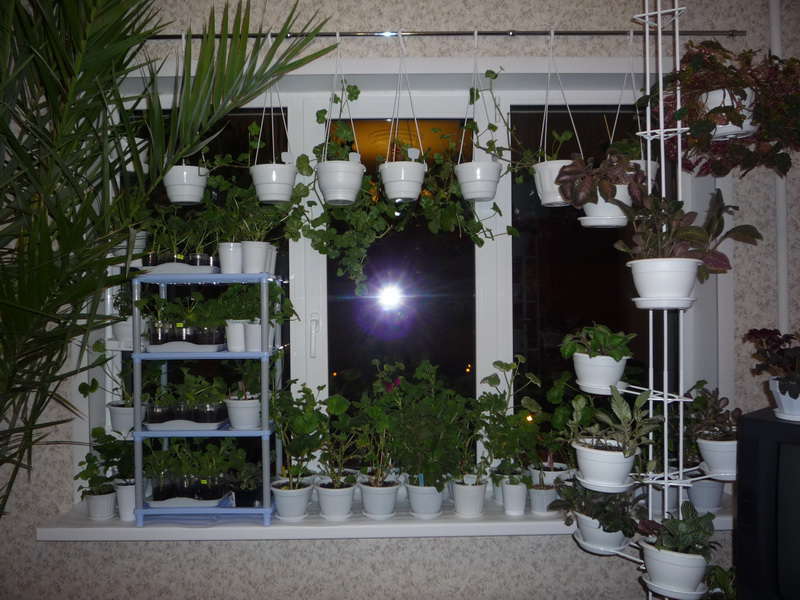 عتبة النافذة مع النباتات