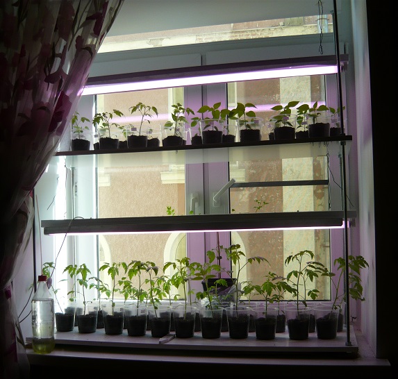 rack with seedlings