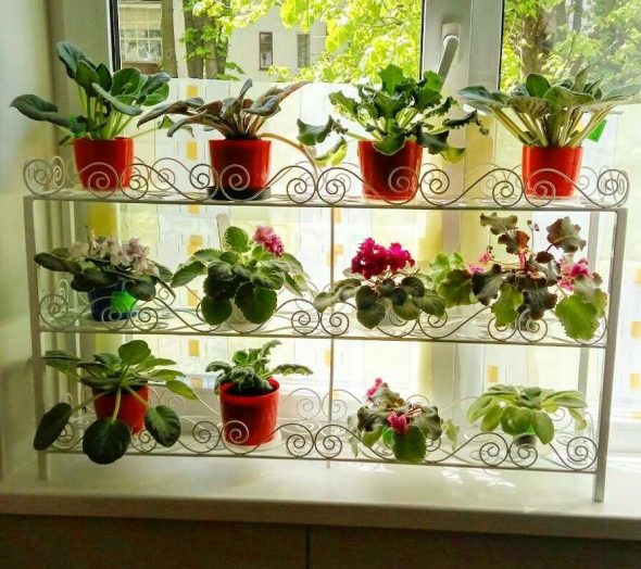 Flower shelf