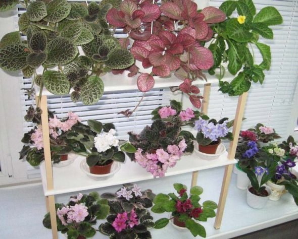 Simple shelving for plants