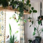 We have indoor plants on shelves and hangers