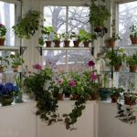 Chic flowered garden sa windowsill