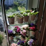 Glass shelving for flowers