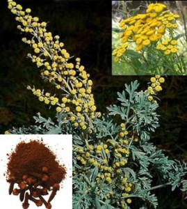Wormwood, Tansy and Clove