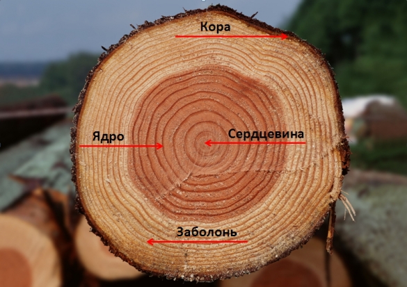 Wood properties