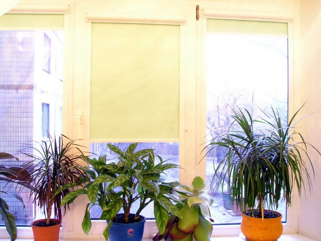 النباتات المنزلية على عتبة النافذة البلاستيكية