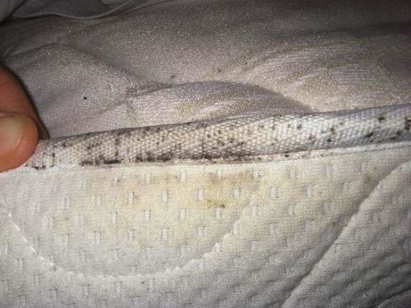 Mold on the mattress