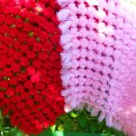 Red and pink pompom plaids