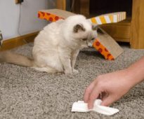 pozbyć się zapachu moczu kota na dywanie