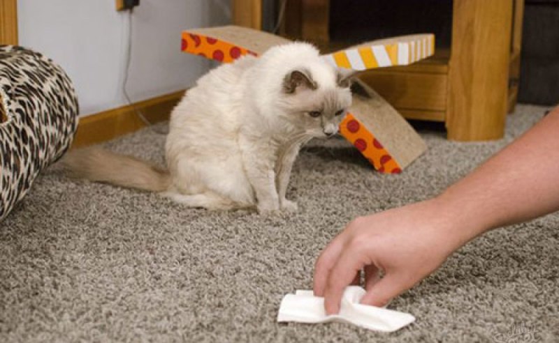 get rid of cat urine smell on carpet