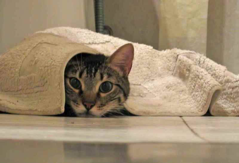 kako se riješiti mirisa mačke urina na tepihu u kući