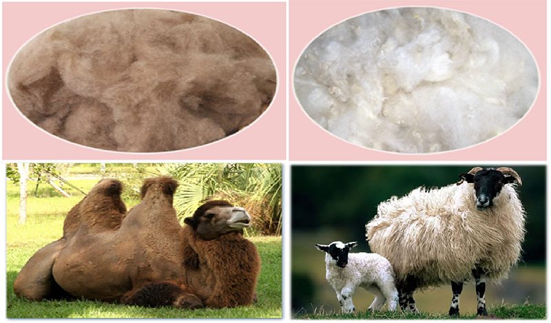 vulstoffen kameel en schapenwol
